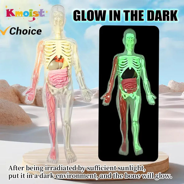 Glow in the Dark Human Skeleton Anatomy Model Kit